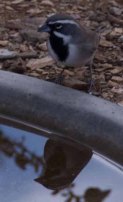 a black-throated sparrow